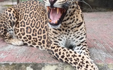 प्राणीसंग्रहालयात राजा बिबट्याची प्राणज्योत मालवली... दुःखाचे वातावरण