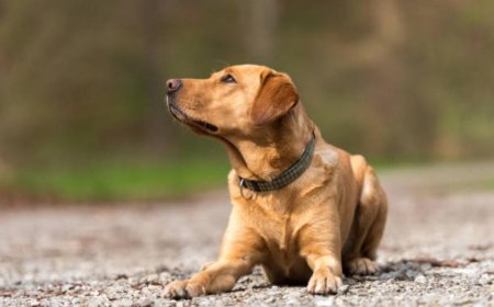 श्वान परवाना काढून घ्या अन्यथा श्वान जप्त होणार..मनपाचे फर्मान