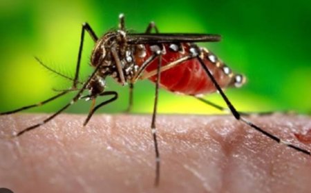 सावधान... औरंगाबादेत डोळ्यासोबत डेंग्यू...सतर्क राहा