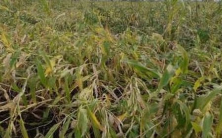 औरंगाबाद जिल्ह्यातील 20 मंडळातील 321 गावातील पिकांना फटका