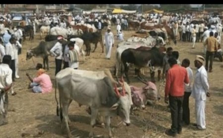 औरंगाबाद जिल्ह्यात लम्पिमुळे जनावरांचा बाजार बंद, जिल्हाधिकारी यांचे निर्देश