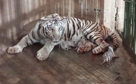 प्राणि संग्रहालयात आणखी तीन पांढ-या वाघिणीचे आगमन