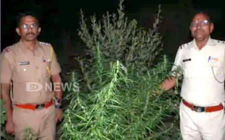 कापसाच्या शेतात गांजाची शेती, दौलताबाद पोलिसांनी पकडला अडीच लाखांचा गांजा