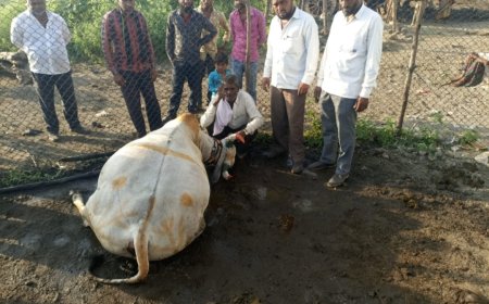 मराठवाड्यात एक व्यक्ती मयत, 33 जनावरे दगावली तर 20 क्विंटल कापूस जळाला