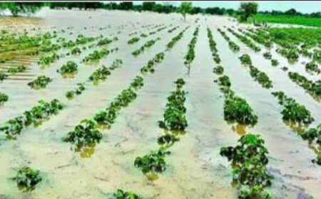 मराठवाडा विभागात सरासरी 40.4 मीमी अवकाळी पाऊस, पिकांचे नुकसान