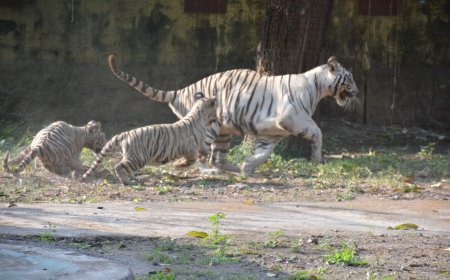 मुक्त संचारसाठी दोन वाघ पिंजऱ्याच्या बाहेर...!