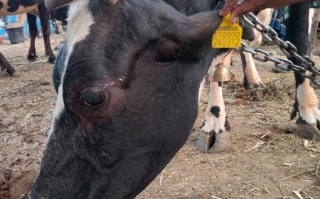 आपल्या पशुधनाला "कर्ण बिल्ले" लावून घ्या, पशुसंवर्धन विभागाचे आवाहन