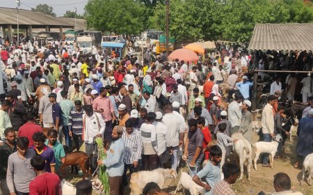 छावणीच्या बाजारात गर्दी, कुर्बानीचे बोकूड स्वस्त...!