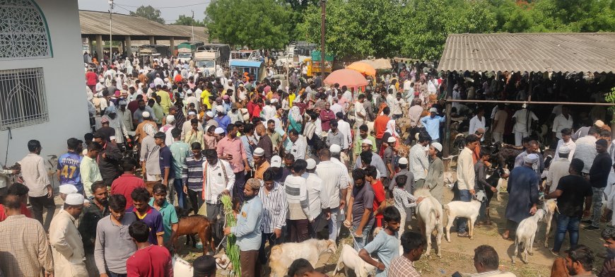 छावणीच्या बाजारात गर्दी, कुर्बानीचे बोकूड स्वस्त...!