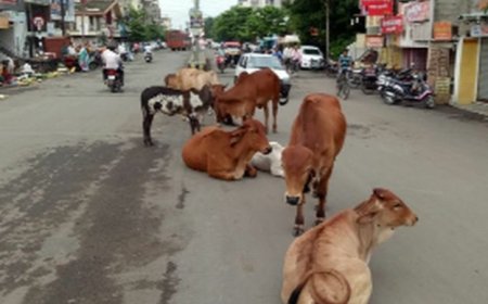 मोकाट जनावरे रस्त्यावर सोडू नका, कोंडवाड्याचे दर वाढले...!