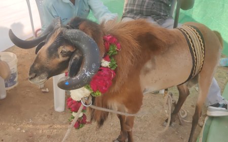 शहरात नशामुक्तीचा संदेश देण्यासाठी ऐतिहासिक आमखास मैदानावर भव्य बोकड्यांचे प्रदर्नाला गर्दी...!