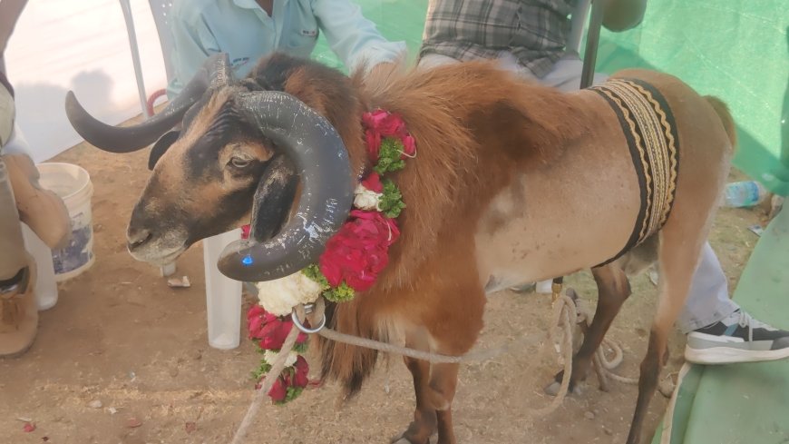 शहरात नशामुक्तीचा संदेश देण्यासाठी ऐतिहासिक आमखास मैदानावर भव्य बोकड्यांचे प्रदर्नाला गर्दी...!