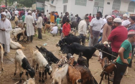 गोवंश हत्या केल्यास मकोका लागणार, बोकड्यांची कुर्बाणी करणार मुस्लिम समाज...!