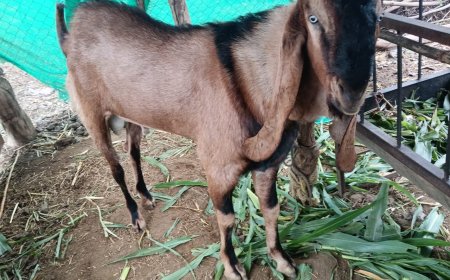 कुर्बानीसाठी शहरात 3 कत्तलखान्यांना परवानगी...