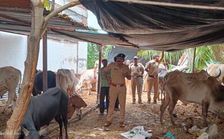 शहरात मोठी कार्यवाई, 86 जनावरे पोलिसांच्या ताब्यात, तिघांविरुद्ध गुन्हा दाखल