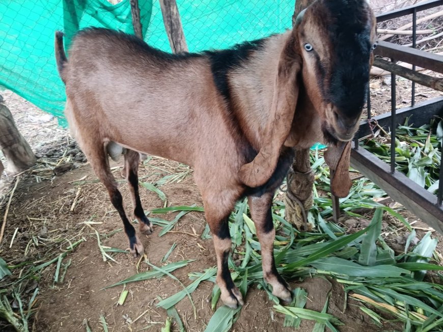 कुर्बानीसाठी शहरात 3 कत्तलखान्यांना परवानगी...
