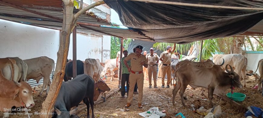 शहरात मोठी कार्यवाई, 86 जनावरे पोलिसांच्या ताब्यात, तिघांविरुद्ध गुन्हा दाखल