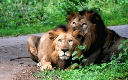 खुशखबर...सिध्दार्थ उद्यानात नवे पाहुणे सिंह, अस्वल, कोल्ह्यांची भर...