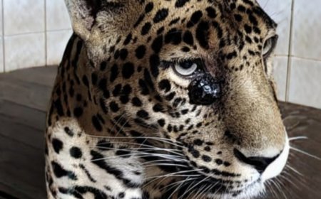 सिध्दार्थ उद्यानातील प्राणी संग्रहालयातील बिबटचा मृत्यू...