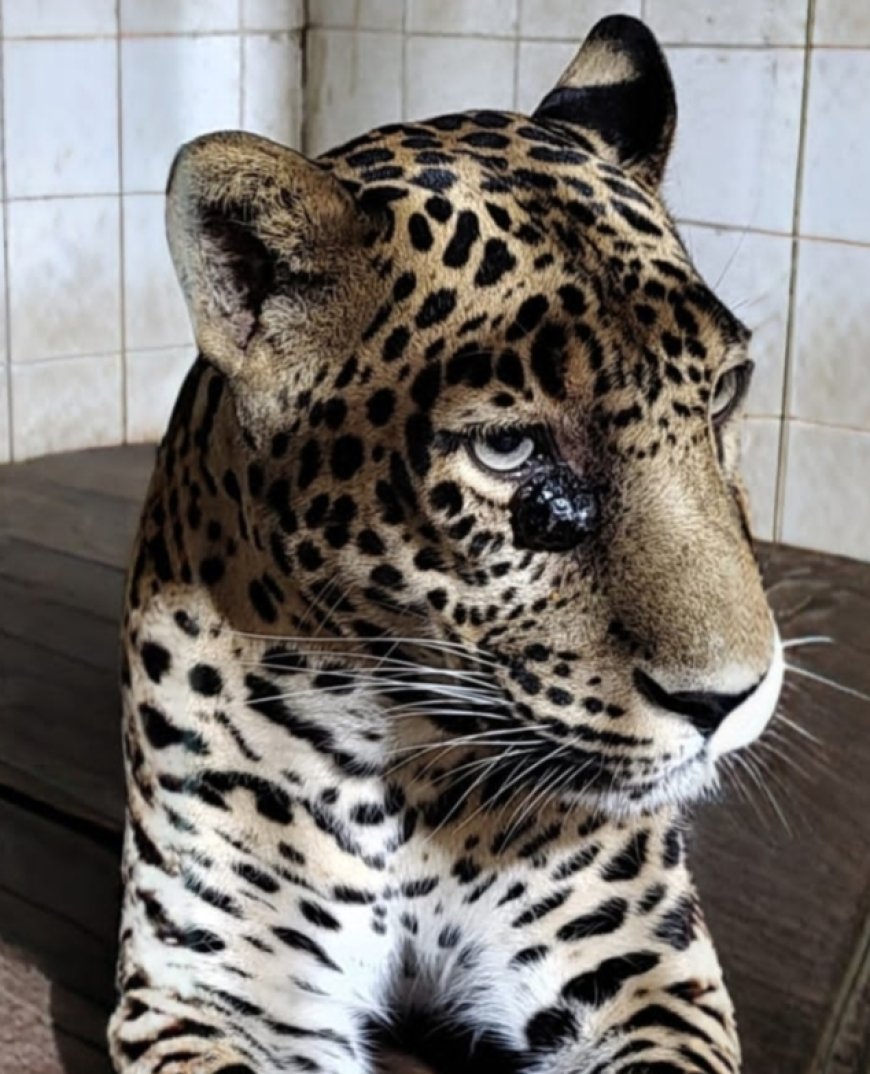 सिध्दार्थ उद्यानातील प्राणी संग्रहालयातील बिबटचा मृत्यू...