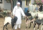 कुर्बानीसाठी बोकडे 550 ते 600 रुपये किलो दराने उपलब्ध...!