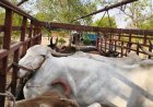 गोवंश तस्करी करणाऱ्यांवर ग्रामीण पोलिसांची कारवाई, 12 गुन्हे दाखल, 38 लाखांचा मुद्देमाल जप्त...!