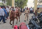 शहर पोलिसांची मोठी कारवाई, जीन्सी परिसरातून 131 गोवंश जप्त, 60 लाखांचा मुद्देमाल जप्त, 8 जणांविरुद्ध गुन्हा दाखल...!