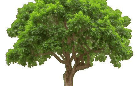 झाडांना इजा कराल तर कारवाईला सामोरे जा...मनपा प्रशासनाचा इशारा...