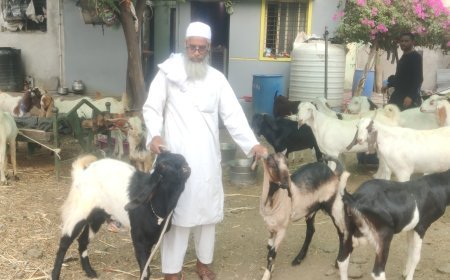 कुर्बानीसाठी बोकडे 550 ते 600 रुपये किलो दराने उपलब्ध...!