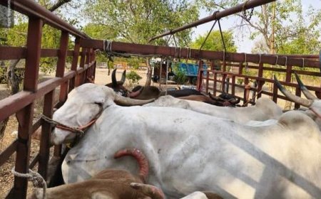 गोवंश तस्करी करणाऱ्यांवर ग्रामीण पोलिसांची कारवाई, 12 गुन्हे दाखल, 38 लाखांचा मुद्देमाल जप्त...!