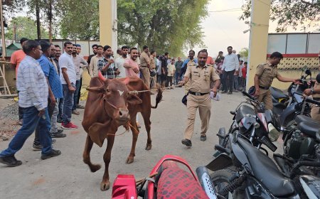 शहर पोलिसांची मोठी कारवाई, जीन्सी परिसरातून 131 गोवंश जप्त, 60 लाखांचा मुद्देमाल जप्त, 8 जणांविरुद्ध गुन्हा दाखल...!