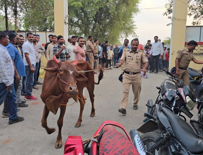शहर पोलिसांची मोठी कारवाई, जीन्सी परिसरातून 131 गोवंश जप्त, 60 लाखांचा मुद्देमाल जप्त, 8 जणांविरुद्ध गुन्हा दाखल...!