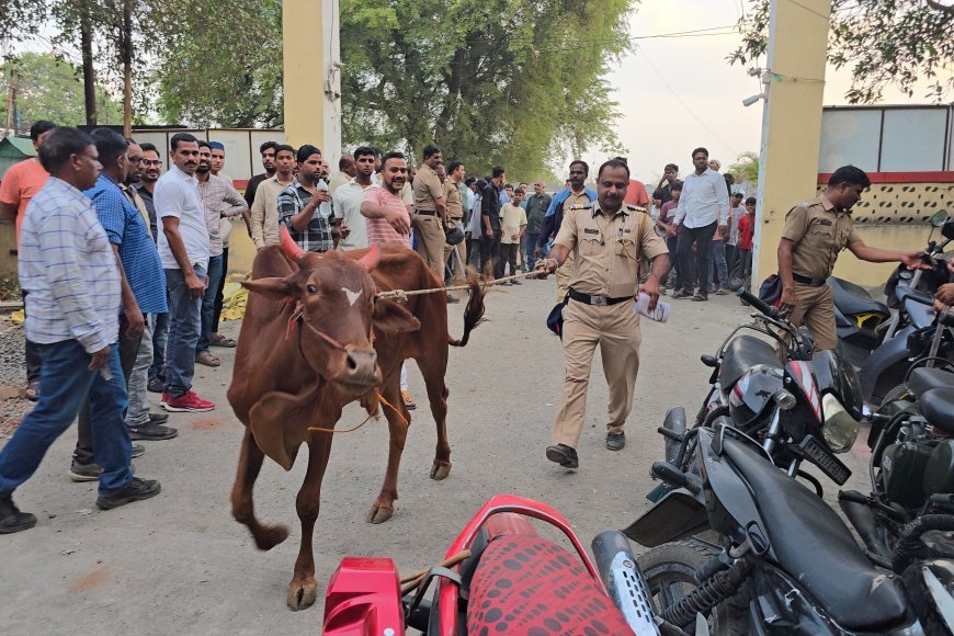 शहर पोलिसांची मोठी कारवाई, जीन्सी परिसरातून 131 गोवंश जप्त, 60 लाखांचा मुद्देमाल जप्त, 8 जणांविरुद्ध गुन्हा दाखल...!