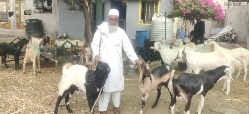 कुर्बानीसाठी बोकडे 550 ते 600 रुपये किलो दराने उपलब्ध...!