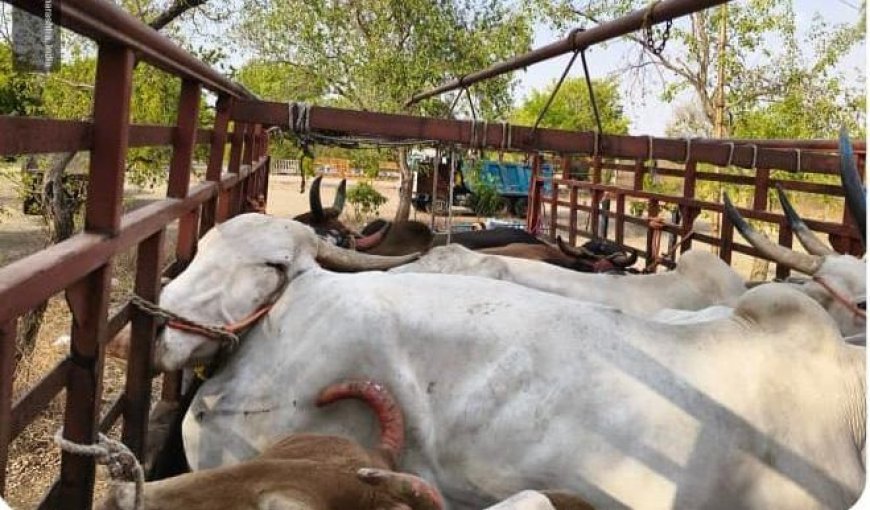 गोवंश तस्करी करणाऱ्यांवर ग्रामीण पोलिसांची कारवाई, 12 गुन्हे दाखल, 38 लाखांचा मुद्देमाल जप्त...!