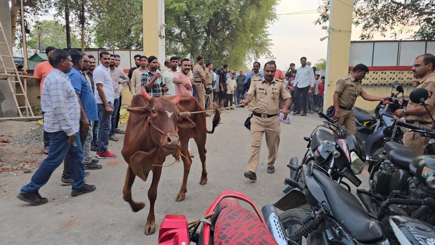 शहर पोलिसांची मोठी कारवाई, जीन्सी परिसरातून 131 गोवंश जप्त, 60 लाखांचा मुद्देमाल जप्त, 8 जणांविरुद्ध गुन्हा दाखल...!