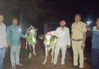 14 गोवंशाची सुटका, 4 वाहने जप्त, 9.85 लाखांचा मुद्देमाल हस्तगत...!
