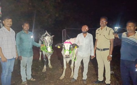 14 गोवंशाची सुटका, 4 वाहने जप्त, 9.85 लाखांचा मुद्देमाल हस्तगत...!