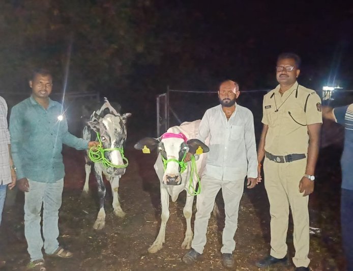 14 गोवंशाची सुटका, 4 वाहने जप्त, 9.85 लाखांचा मुद्देमाल हस्तगत...!