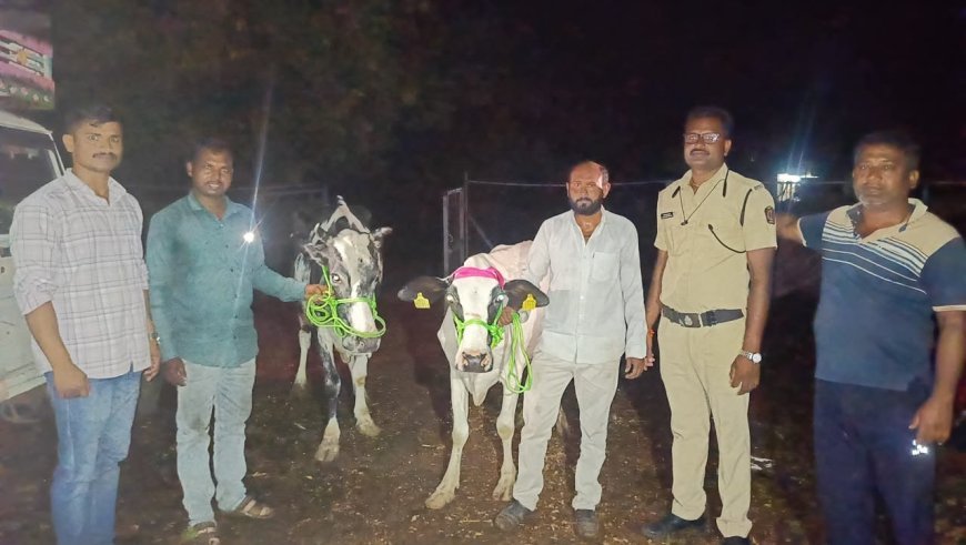 14 गोवंशाची सुटका, 4 वाहने जप्त, 9.85 लाखांचा मुद्देमाल हस्तगत...!