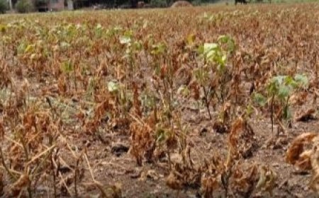 मराठवाड्यातील 74 तालुक्यात दुष्काळ जाहीर,  विविध उपाययोजना व सवलती लागू