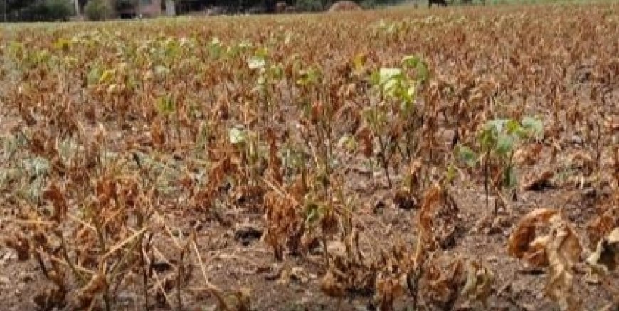मराठवाड्यातील 74 तालुक्यात दुष्काळ जाहीर,  विविध उपाययोजना व सवलती लागू