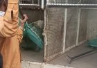 मिसारवाडी येथे मोकाट कुत्र्यांचा त्रास, एमआयएमच्या प्रयत्नाने डॉग स्काॅडने पकडले...