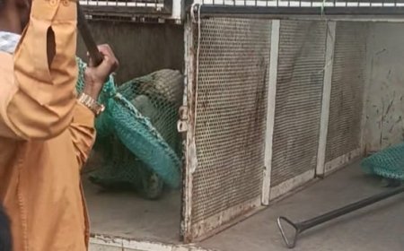 मिसारवाडी येथे मोकाट कुत्र्यांचा त्रास, एमआयएमच्या प्रयत्नाने डॉग स्काॅडने पकडले...