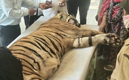 सिध्दार्थ उद्यानातील सिध्दार्थ नामक वाघाचा मृत्यू, प्राणीप्रेमींमध्ये हळहळ
