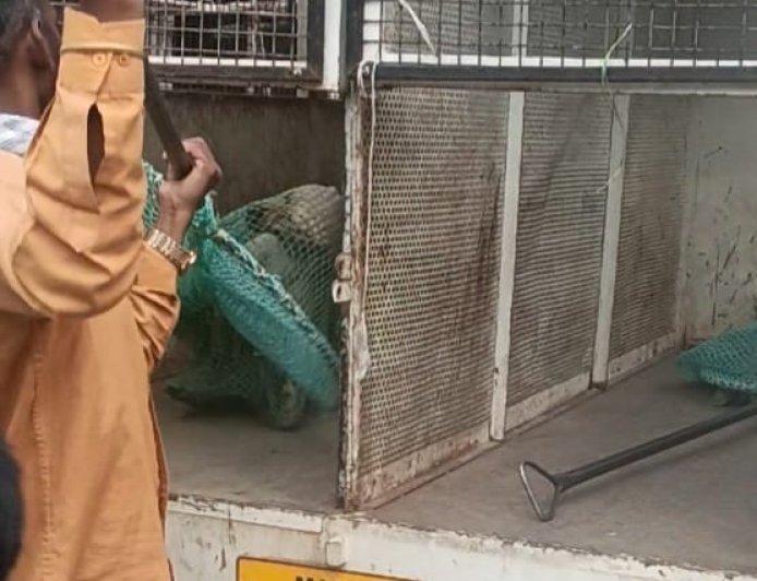 मिसारवाडी येथे मोकाट कुत्र्यांचा त्रास, एमआयएमच्या प्रयत्नाने डॉग स्काॅडने पकडले...