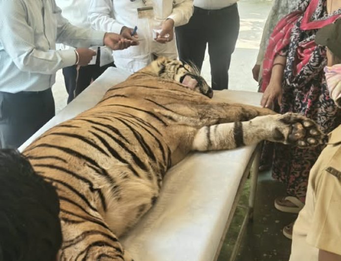 सिध्दार्थ उद्यानातील सिध्दार्थ नामक वाघाचा मृत्यू, प्राणीप्रेमींमध्ये हळहळ