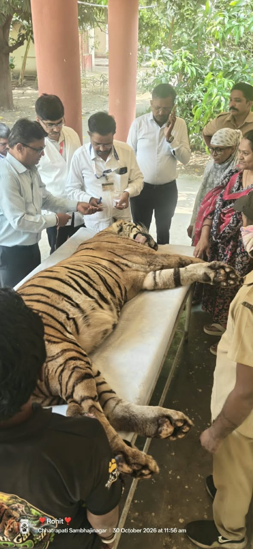 सिध्दार्थ उद्यानातील सिध्दार्थ नामक वाघाचा मृत्यू, प्राणीप्रेमींमध्ये हळहळ